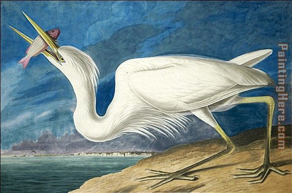 John James Audubon Great White Heron